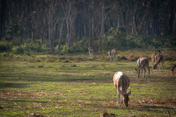 Fototapeta premium 草原で草を食べる鹿