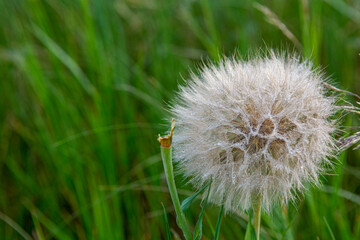 Western salsify, looks like a dandelion, also know as goats beards on the prairie