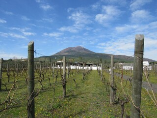Fototapeta na wymiar Vineyard in early spring located on Mount Vesuvius in Campania, Italywith a view of the volcano with blue sky in the background