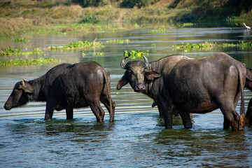 Fototapeta na wymiar 小川で水を飲む水牛