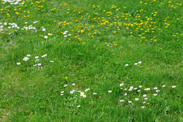 Meadow flowers. White and yellow flowers growing on field. Many small chamomiles on lawn. Wild flowers on the field. Green grass and flowers useful as a background.