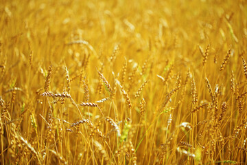 Ears of golden wheat grow on field in the rays of the setting sun.