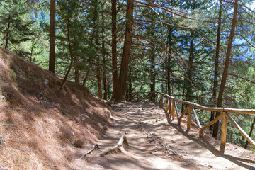 National Park of Samaria, Grecce, island Crete. Gorge Samaria. Forest trail among old tall trees.