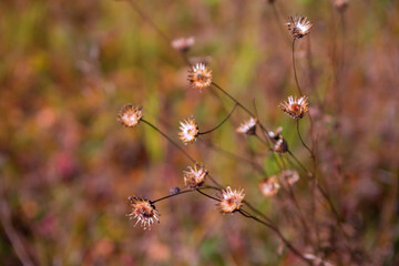Dry wild plant on a blurred natural background. a beautiful natural backdrop. Selective focus