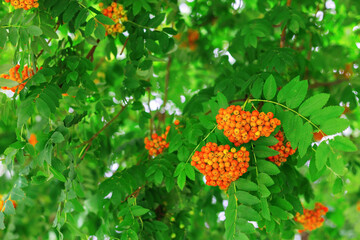 Clusters of rowanberries. Red mountain ash growing on the branches of a tree. Natural environmental landscape.
