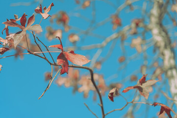 Autumn leaves; nature background or texture