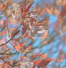 Autumn leaves; nature background or texture