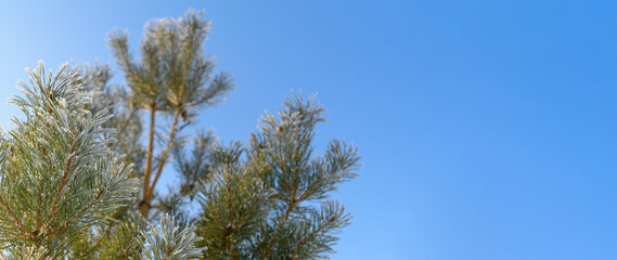 Obraz premium Fir is covered with snow frost. Long needles of green pine with crystals of white snow and ice. Blue sky background. Concept Christmas and New Year holiday.