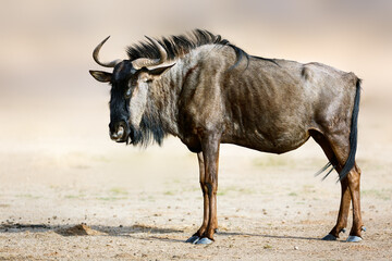 Blue wildebeest, gnu, side portrait standing in the warm soft morning light. Kgalagadi....