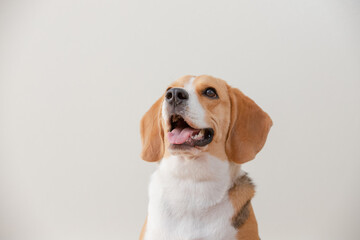 Beagle dog isolated on white background one and sit down happy funny. 