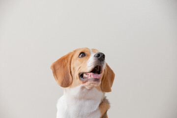 looking on top around Beagle dog isolated on white background.
