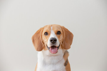Beagle dog isolated on white background looking for happy one dog.
