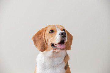 happy and funny Beagle dog isolated on white background.