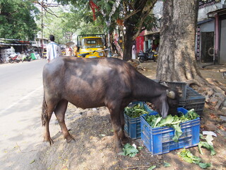 A cow eating leftover vegetables on the street, South India, Kochi (Cochin), India