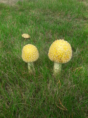 Yellow wild mushrooms in Minnesota 2019