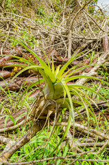 Isolated Wild Pine Growing On Wood