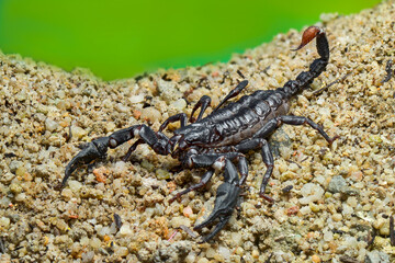 Asian Forest Scorpion on sand  in tropical garden 