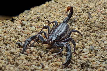 Asian Forest Scorpion on sand  in tropical garden 