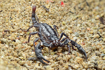 Asian Forest Scorpion on sand  in tropical garden 