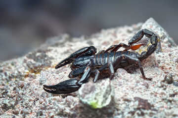Asian Forest Scorpion on sand  in tropical garden 