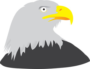 american bald eagle vector illustration aguila real