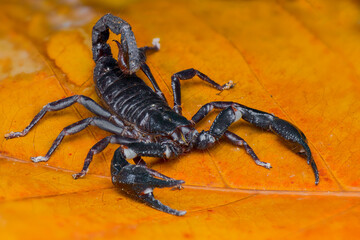 Asian Forest Scorpion on leafs in tropical garden 