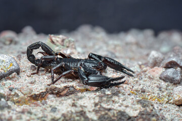 Asian Forest Scorpion on sand  in tropical garden 