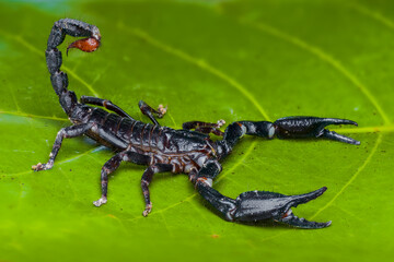 Asian Forest Scorpion on leafs in tropical garden 
