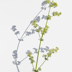 Green stalk of a Galium album with small white flowers casts a shadow on a light background. Wild meadow plant close-up isolated on a white background