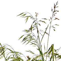 Naklejka premium Łodygi trawy łąkowej Bromus secalinus i Poa pratensis, na białym tle. Dzika trawa łąkowa z zielonymi i brązowymi kłoskami