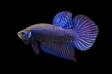 Betta Wild Mahachaiensis Blue Male or Plakat Fighting Fish Splendens on Black Background.