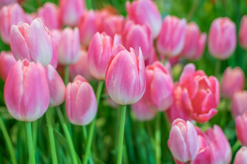 Pink tulips blooming in the winter.