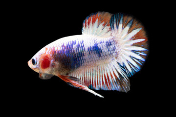 Betta Fancy HMPK Male or Plakat Fighting Fish Splendens on Black Background.