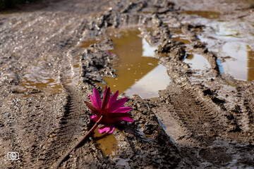 Fototapeta na wymiar Fallen Beauty - Water Lily flower in the mud