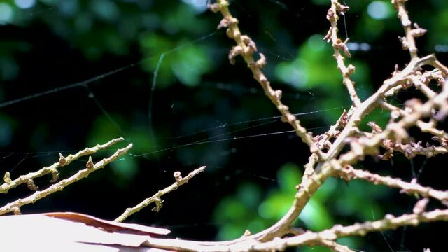 spider web on a branch