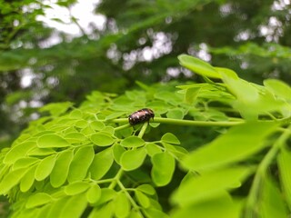 Insect on leaf