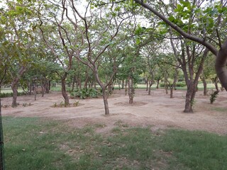 Fototapeta premium tree in the park
