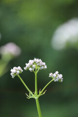 Valerian plant. Flowers of Valeriana Officinalis close-up on a blurry  background.Medicinal plants....