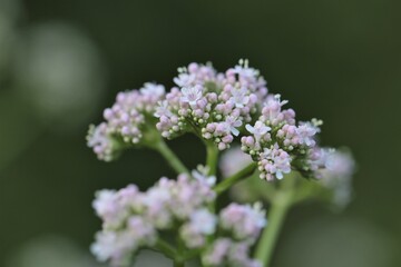 Valerian plant. Flowers of Valeriana Officinalis .Medicinal plants. Healing herbs and flowers.Alternative nature treatment. Homeopathy remedy
