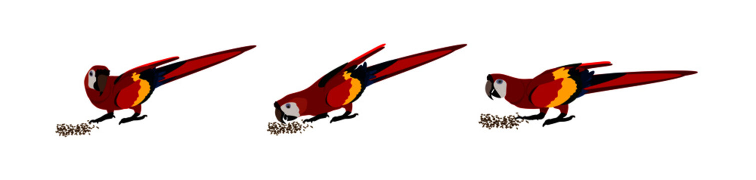 set of large red macaws eating seeds, three different positions, preservation of threatened species, vector illustration