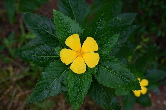 The bright yellow flowers of Sage Rose / West Indian Holly. Scientific name: Turnera ulmifolia L. The flowers bloom in the morning and the gorge in the afternoon. Suitable for planting in the garden.
