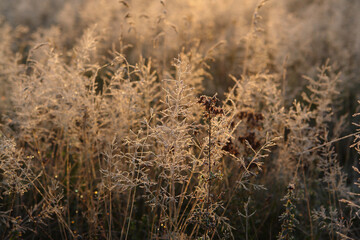 A cold autumn background - frozen meadow-grass (bluegrass) in the field in golden morning sunlight