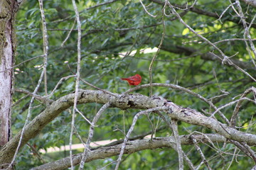 cardinal from back