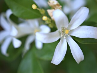 Closeup petals of white jasmine( jasminum murraya) flowers plants in garden with green blurred background ,macro image soft focus for card design