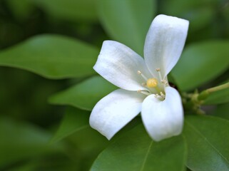 Closeup petals of white jasmine( jasminum murraya) flowers plants in garden with green blurred background ,macro image soft focus for card design