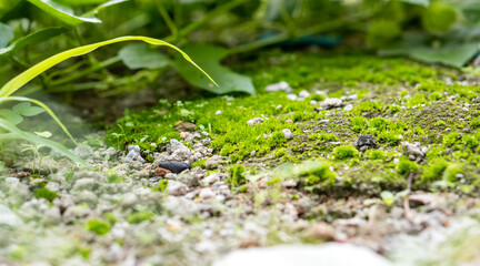 Green moss on the ground