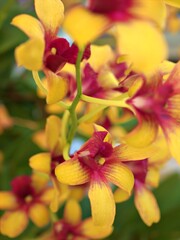 Fototapeta na wymiar Closeup petals orchid Dendrobium yellow red stripe-without flowers in garden ,macro image ,sweet color for card design ,soft focus, blurred background