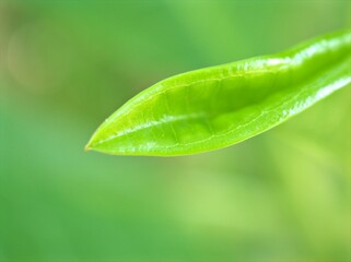 Closeup green leaf of plant in garden with blurred background, macro image and blur and bright background, soft focus, sweet color, nature leaves for card design