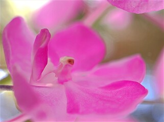 Closeup pink purple petals  Vanda orchid  flowers in garden ,macro image ,sweet color for card design ,soft focus, blurred background