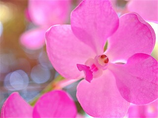 Closeup pink purple petals Vanda orchid flowers in garden ,macro image ,sweet color for card design ,soft focus, blurred background